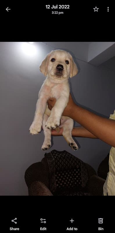 PET CARE JUNCTION / DOGGIE JUNCTION