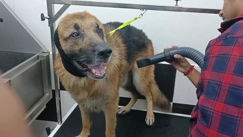 Heads Up For Tails Pet Store & Spa - Jamshedpur