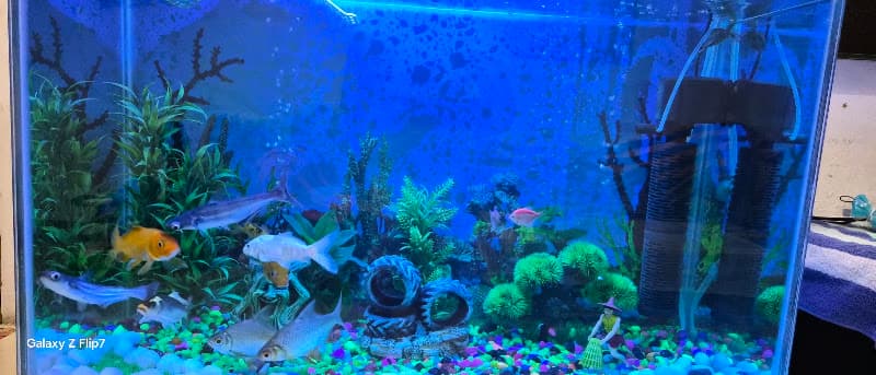 Aquarium washing