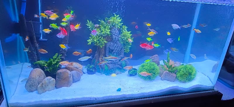 Om Sai Aquarium Corner & Dog Point