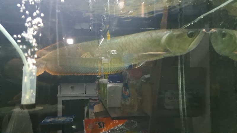 Sandy Aquatics