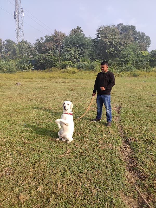 Dog Training And Boarding