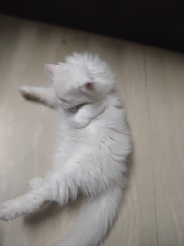 Persian Cat & Kittens Jamshedpur