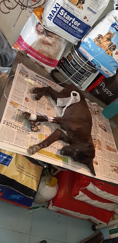 Indira Pet Care